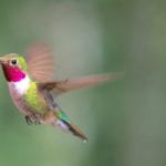 unhelpful thinking can appear when things change, such as the hummingbirds migrating