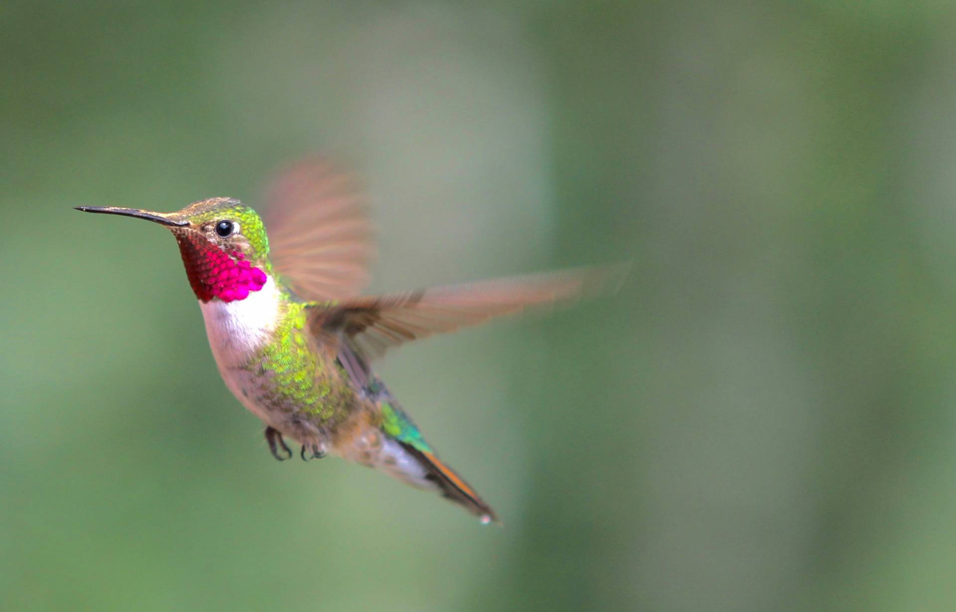 unhelpful thinking can appear when things change, such as the hummingbirds migrating