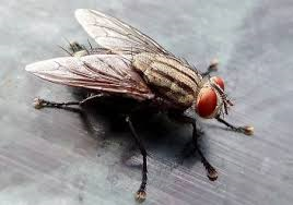 Are these house flies depression triggers for me?